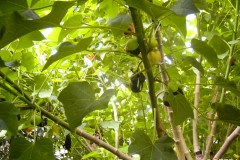 Ripened Jatropha fruit in a tree.