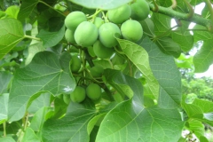 Jatropha branches with unripened fruit.