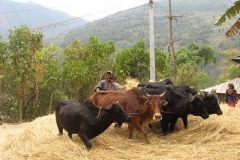 Life in Nepal